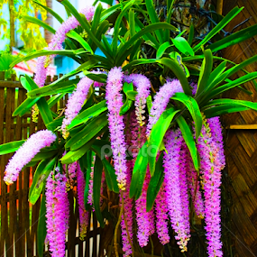 by Pulastyya Phukan - Flowers Flowers in the Wild