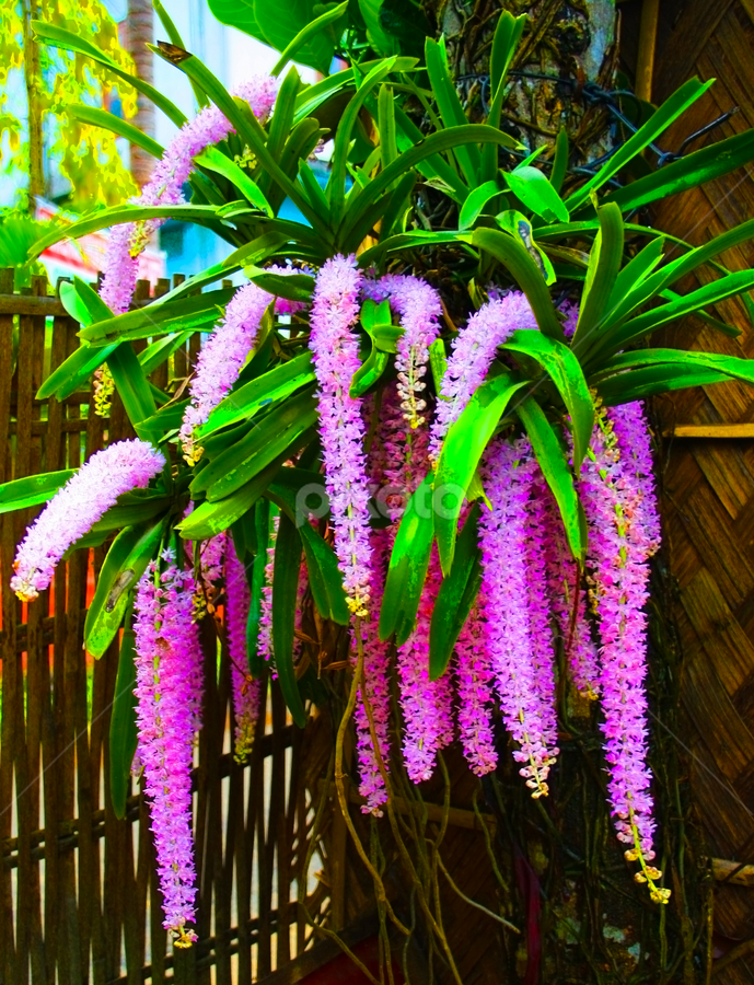 by Pulastyya Phukan - Flowers Flowers in the Wild