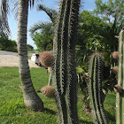 Kuluub, pitayo, cactus