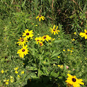 Black-eyed susans