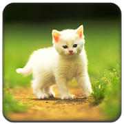 Cute little Cat  Full Theme 1.0 Icon