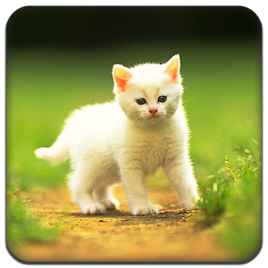 Cute little Cat  Full Theme.apk 1.0