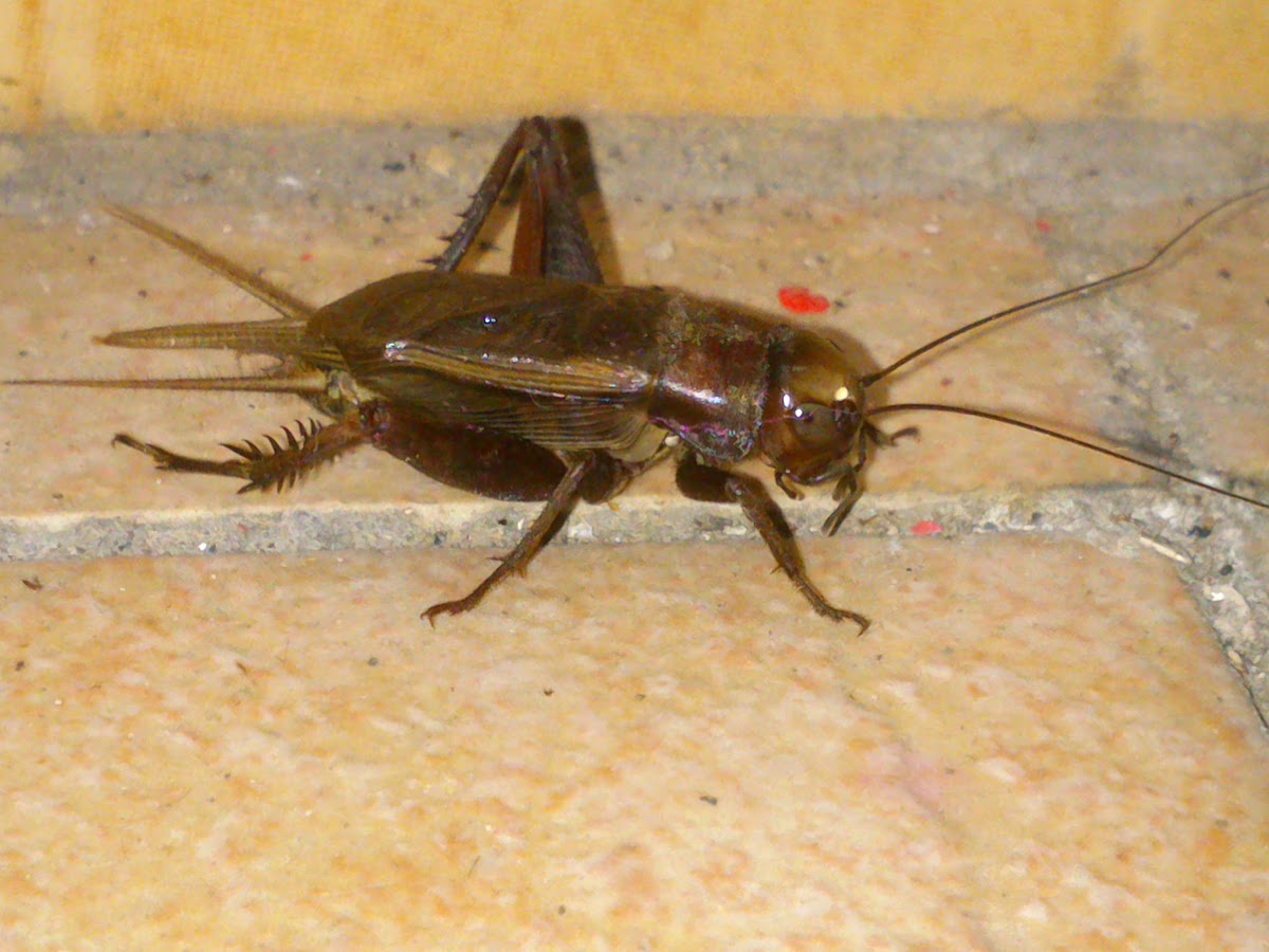 House Cricket (♀)
