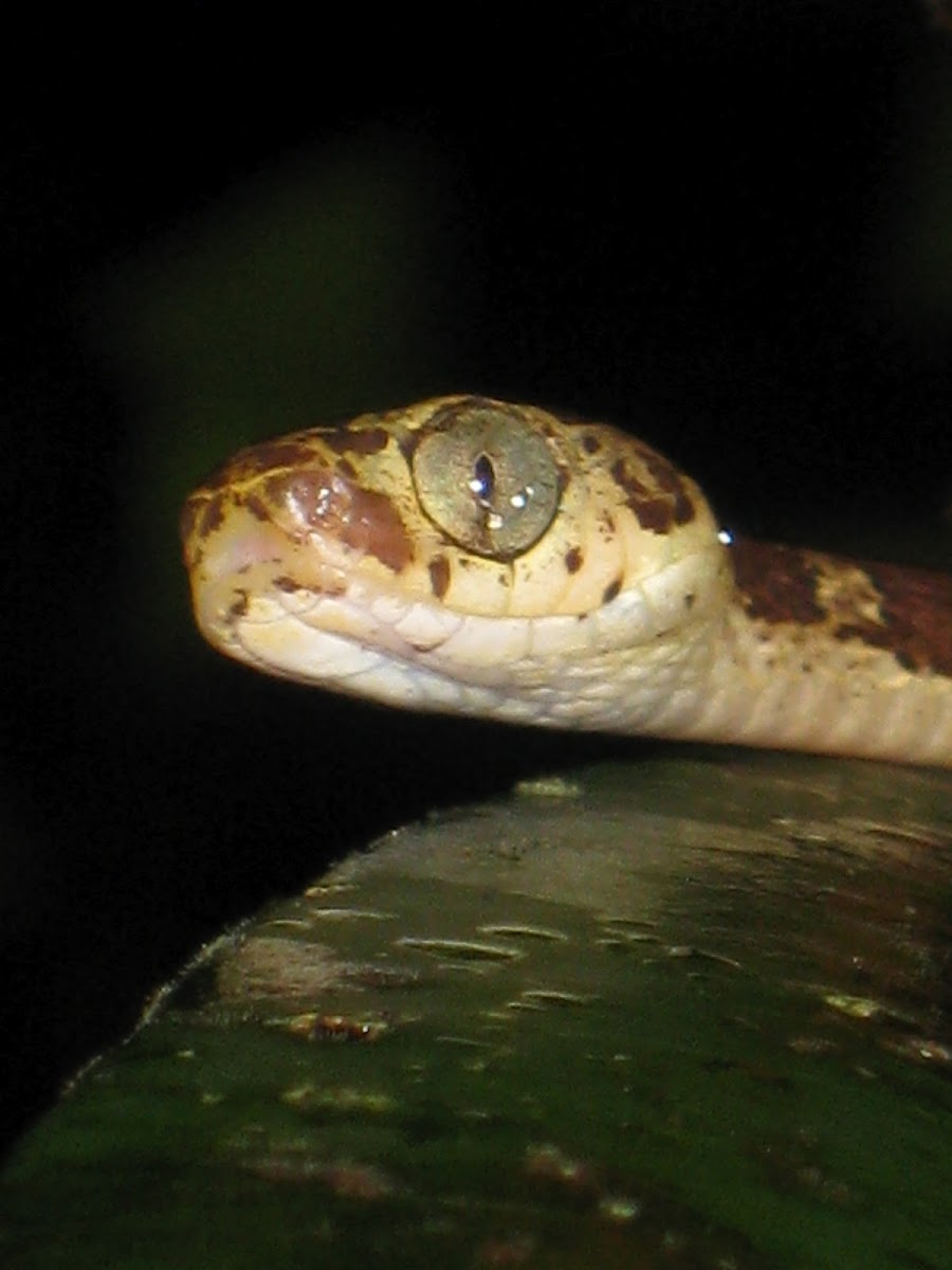 Common blunt-headed tree snake