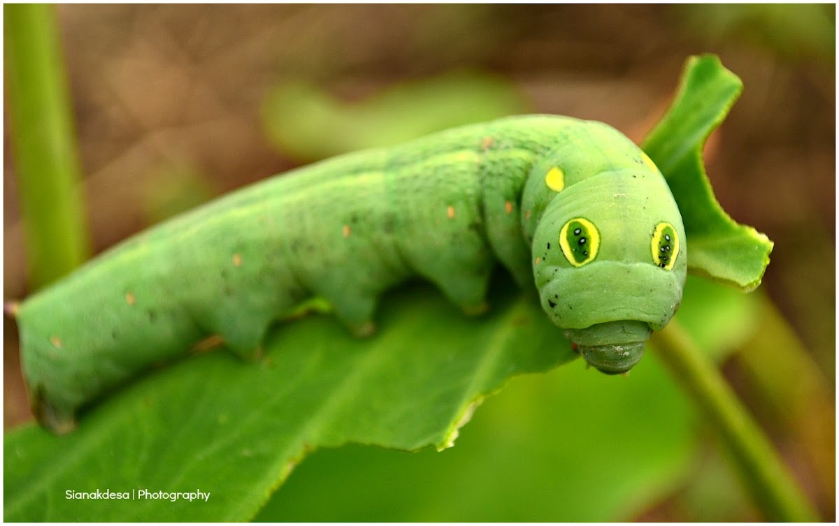 Vine Hawk-Moth Caterpillar