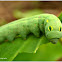 Vine Hawk-Moth Caterpillar