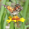 American Lady Butterfly