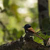 African Paradise-Flycatcher