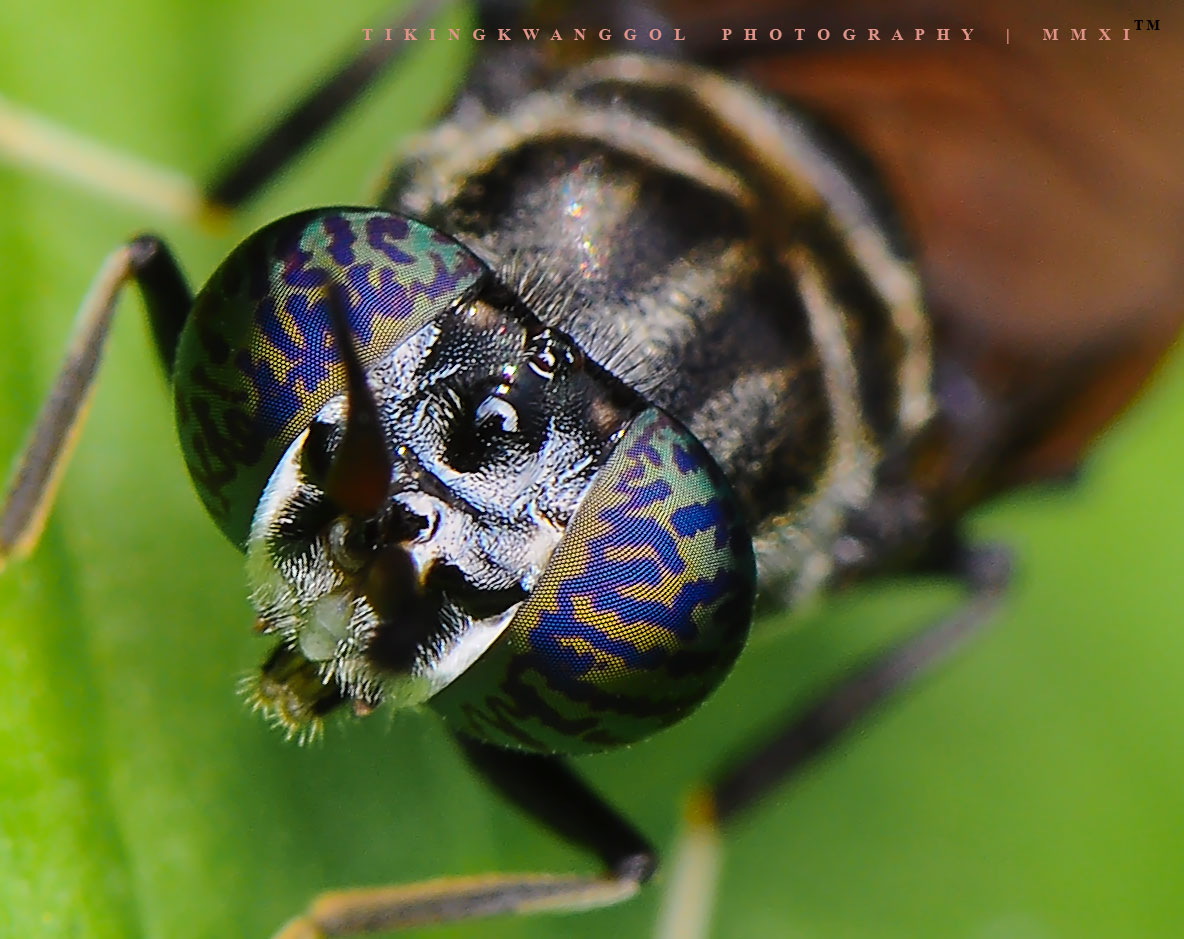 Black Soldier Fly