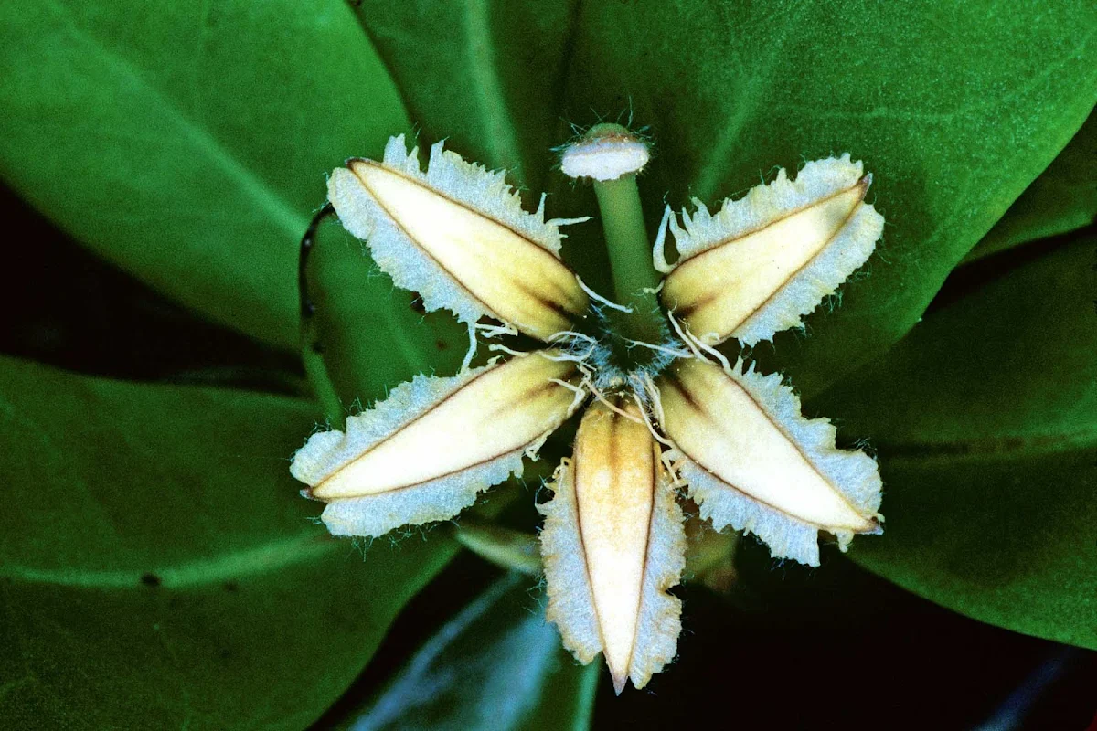 flower-Mitiaro-Cook-Islands - Scaevola paulayi in bloom on Mitiaro, the Cook Islands.