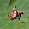 Moth - Dimorphic Tosale Moth