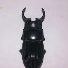 Stag Beetle (♂)