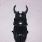 Stag Beetle (♂)