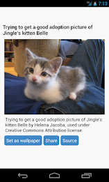 Kitten Wallpapers by Right Brain Mobile poster 3