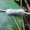 Hickory Tussock Moth (larva)