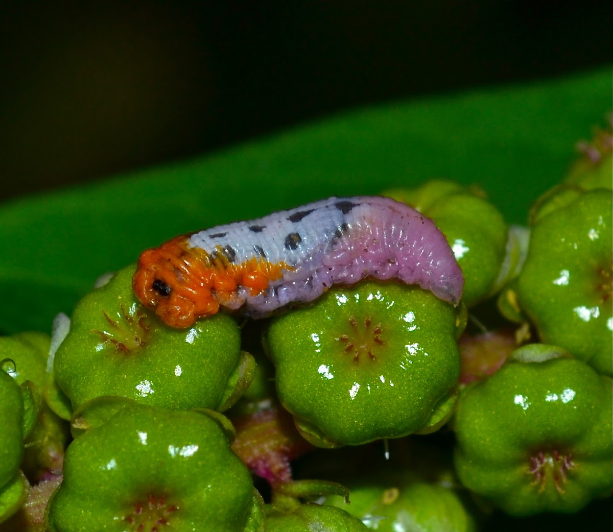 Hoverfly/Flower-fly larvae