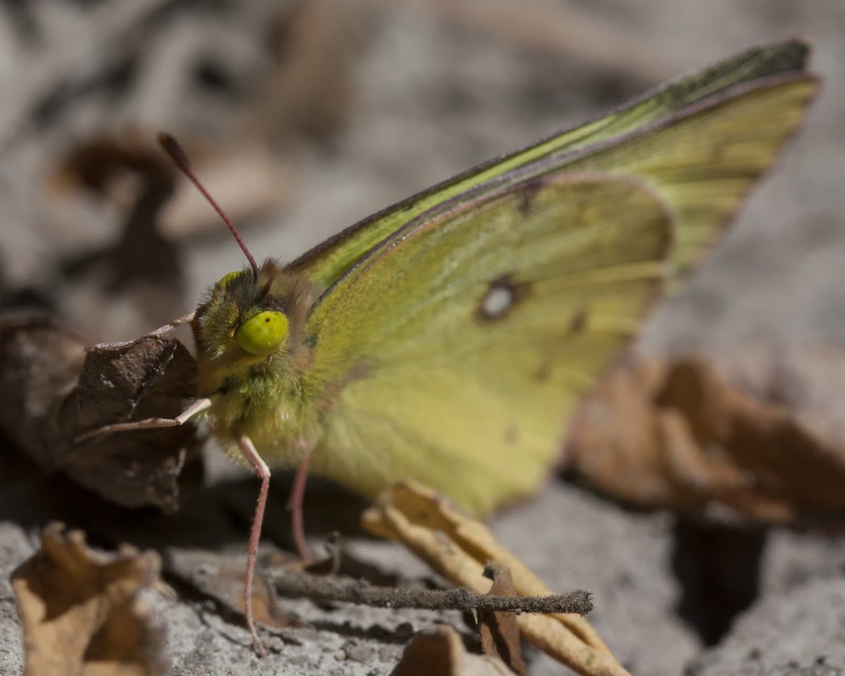 Cloudless sulphur butterfly