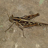 Brown spotted locust
