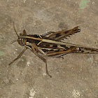 Brown spotted locust