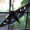Grape leafroller moth
