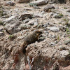 Yellow-bellied marmot, rock chuck