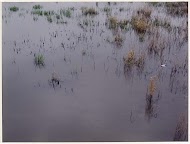 Polder de Ronde Hoep
