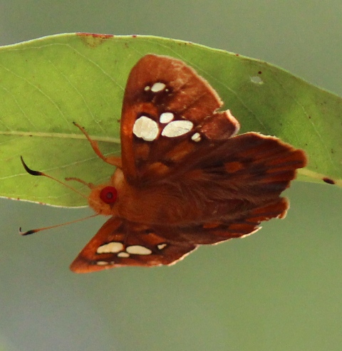 Rare Redeye Flat Butterfly