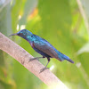 Purple Sinbird