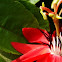 Red Passiflora