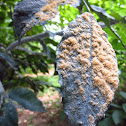 Sooty mold