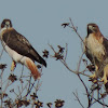 Red-tailed Hawk (pair)