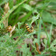 Cinnabar Moth