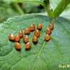 Squash bug eggs