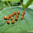 Squash bug eggs