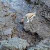 American Oystercatcher 