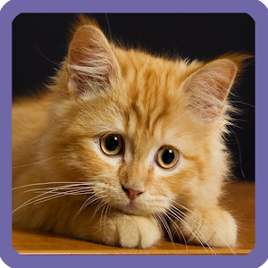 Cute Kitten Sliding Puzzle.apk 1.0.1