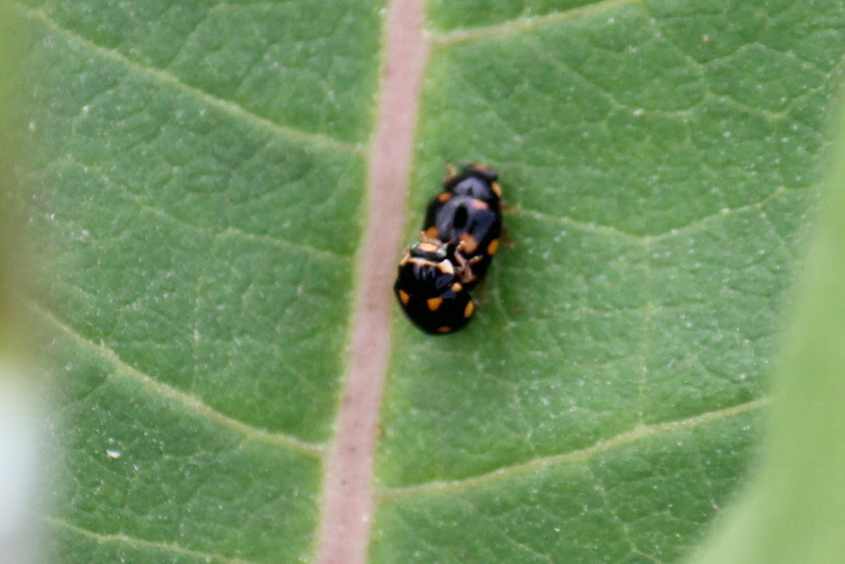 Orange-spotted Lady Beetle