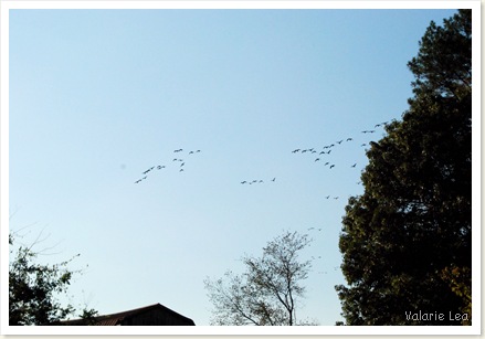 geese5