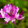 Chinese milk vetch