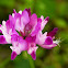 Chinese milk vetch