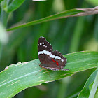 Banded Peacock