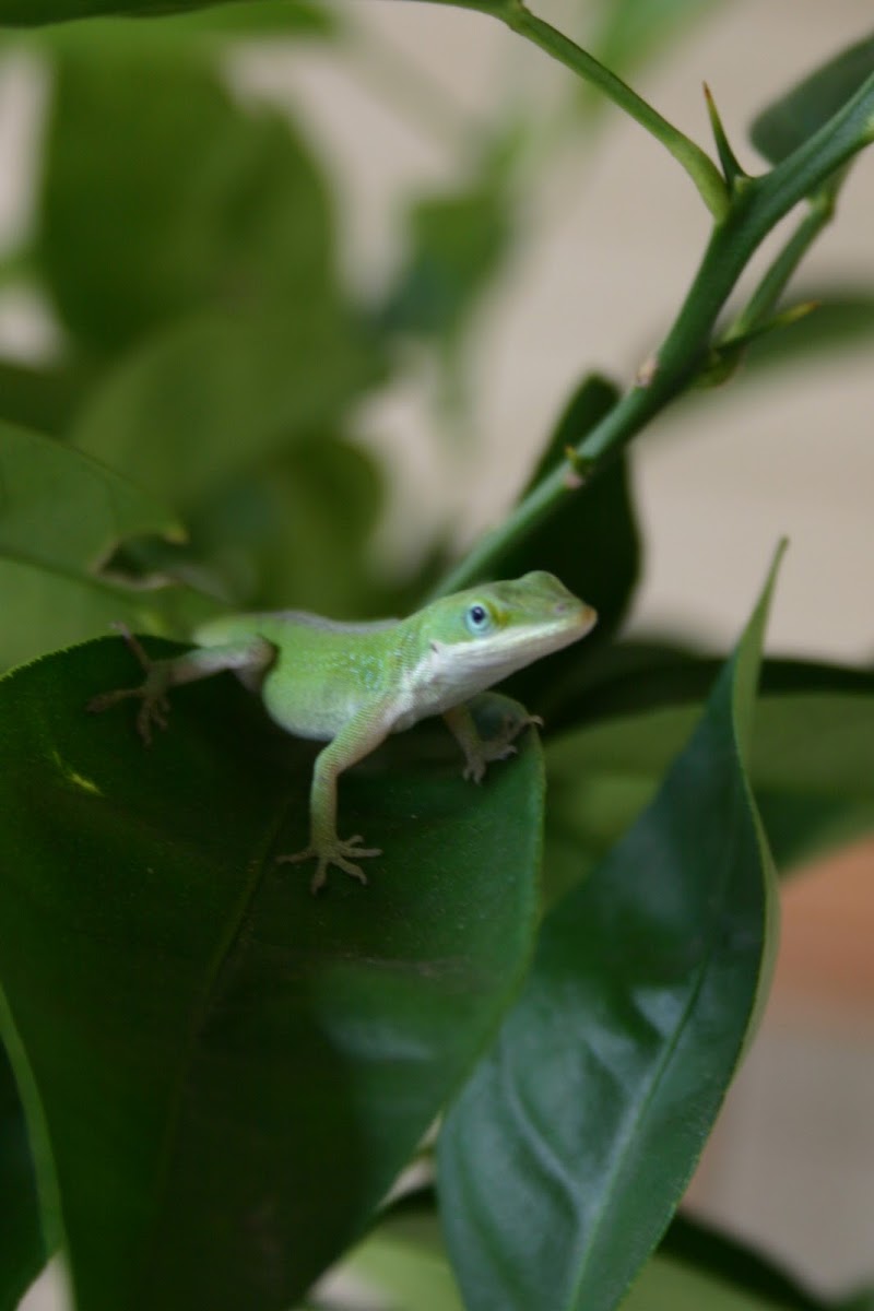 Green Anole
