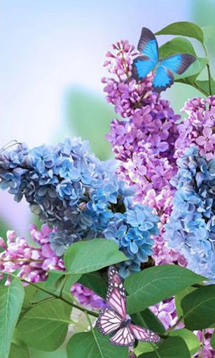 免費下載攝影APP|Spring Flowers Live Wallpaper app開箱文|APP開箱王