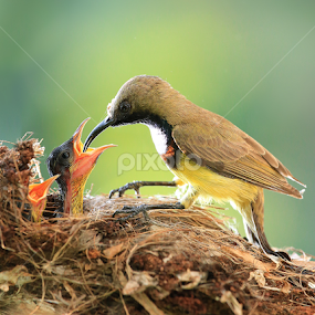 by Prachit Punyapor - Animals Birds
