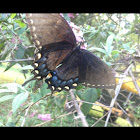Eastern Tiger Swallowtail (female - black morph)