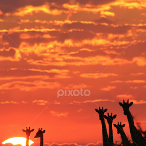 Giraffe Sunset - Colorful Bliss by Dries Alberts - Animals Other Mammals