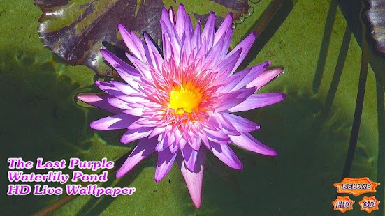 Free Download The Lost Purple Waterlily Pond APK for Android