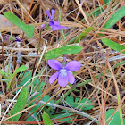 Southern coastal violet
