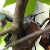 Anna's Hummingbird - Female Incubating Eggs