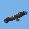 Himalayan Griffon Vulture